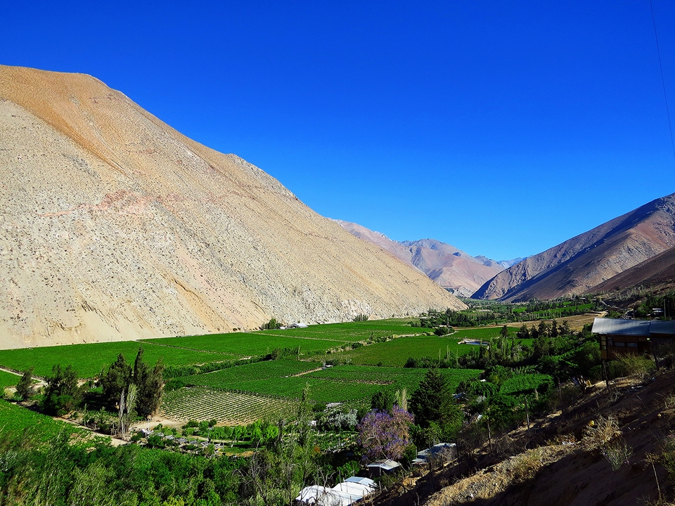 Pisco Elqui