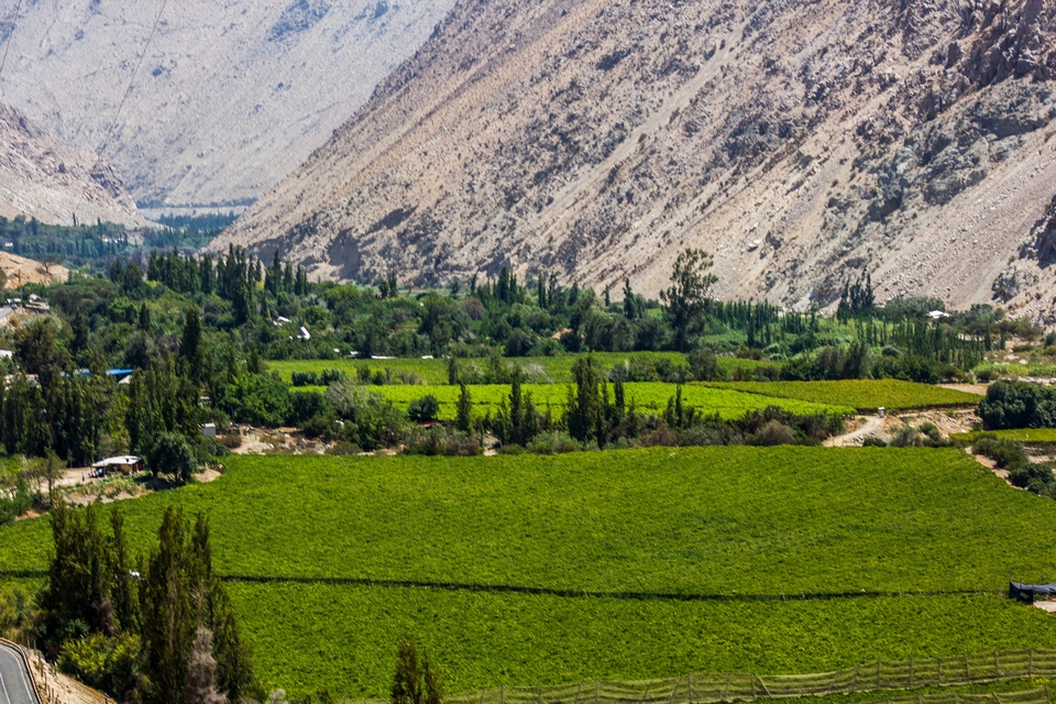 Pisco Elqui