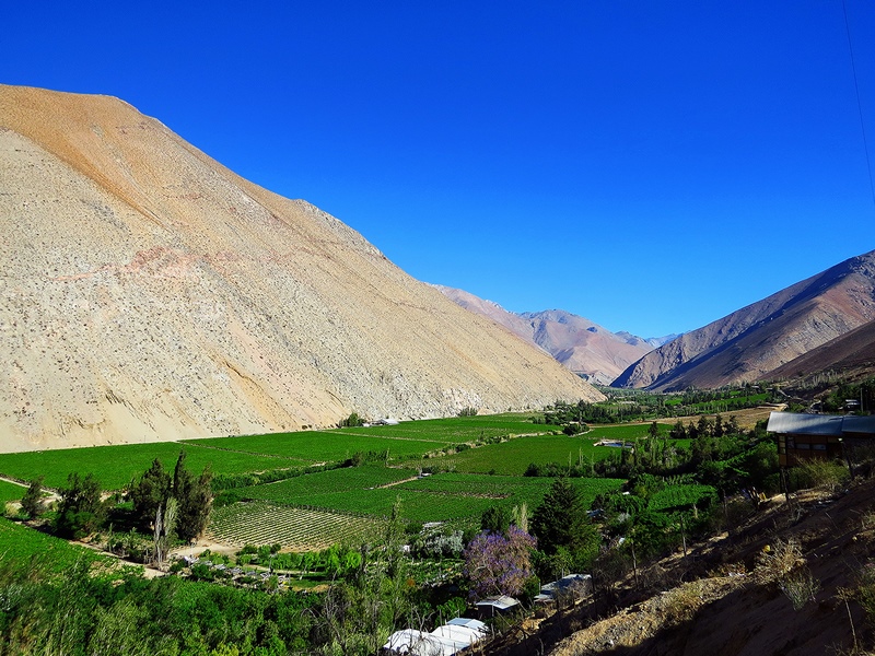 Pisco Elqui