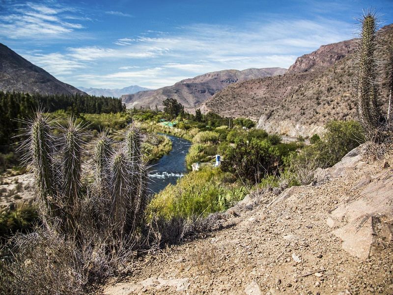 Pisco Elqui