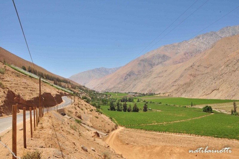 Pisco Elqui
