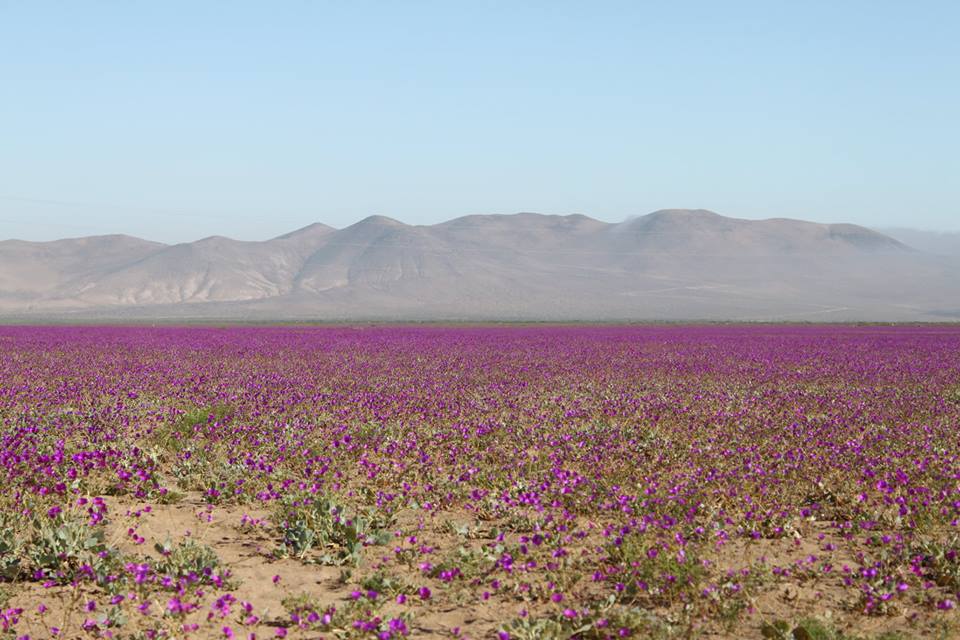 Atacama