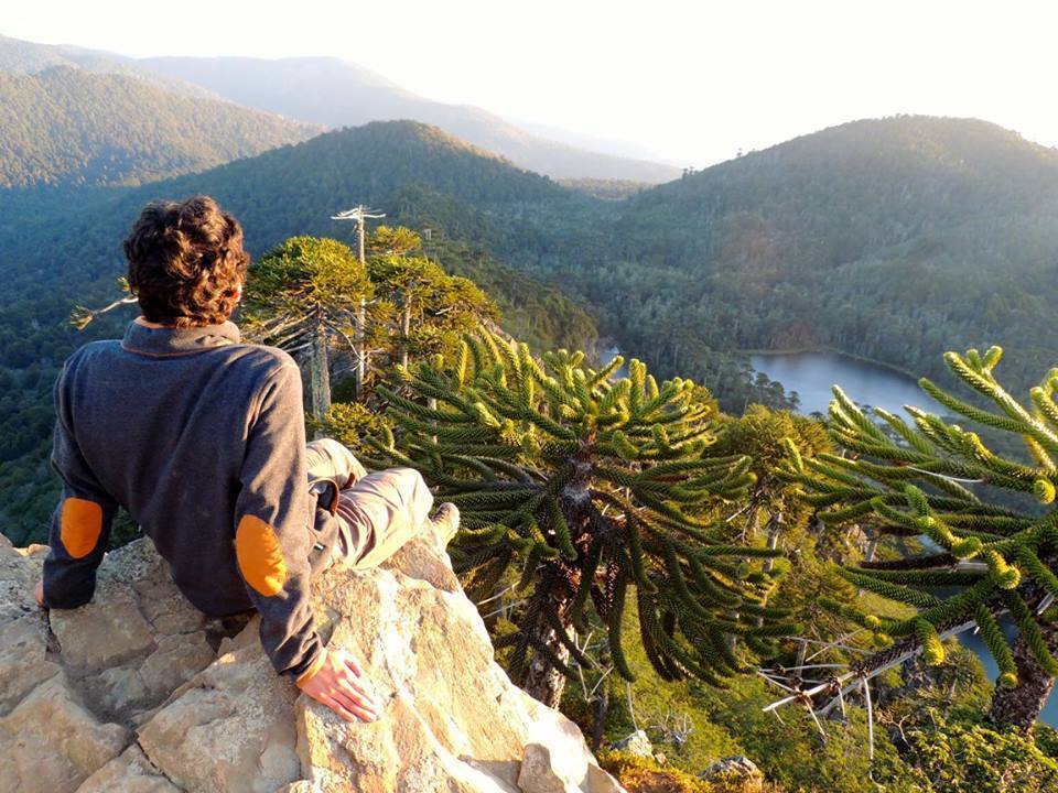 Araucania