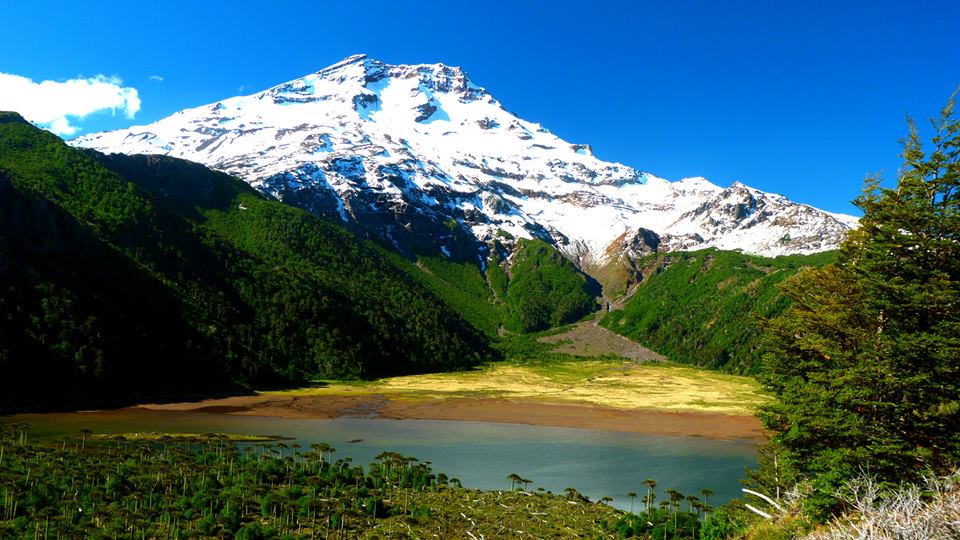 Araucania