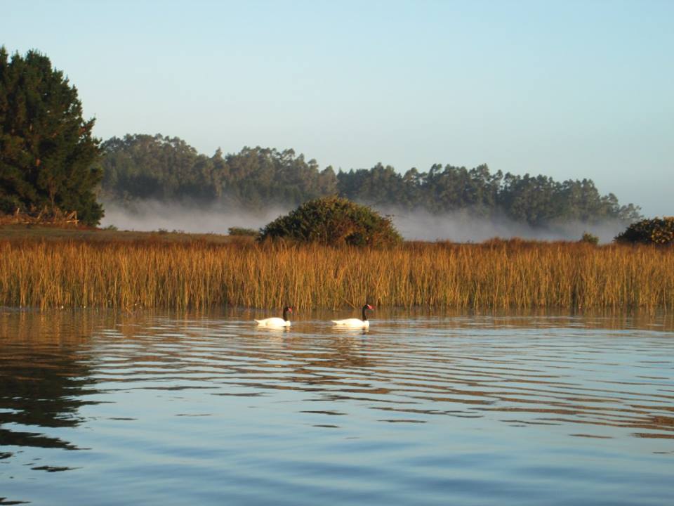 Araucania