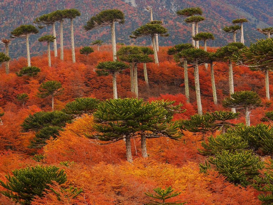 Araucania